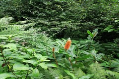 Hedychium densiflorum